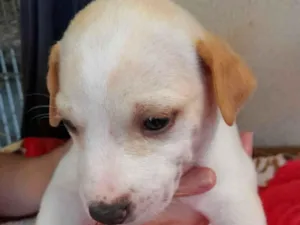 Cachorro raça SRD-ViraLata idade 2 a 6 meses nome Apolo 