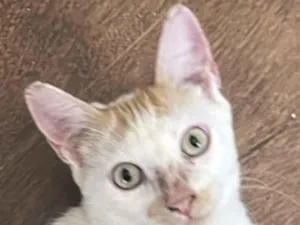 Gato raça SRD-ViraLata idade 2 a 6 meses nome Bento 