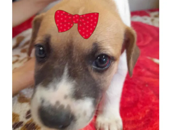 Cachorro raça SRD-ViraLata idade 2 a 6 meses nome Amora 