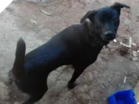 Cachorro raça Fox Terrier idade 1 ano nome Islinky 