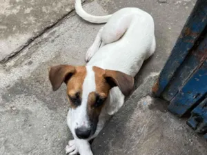 Cachorro raça SRD-ViraLata idade 7 a 11 meses nome Não tem nome