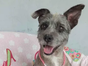 Cachorro raça SRD-ViraLata idade 3 anos nome Flora