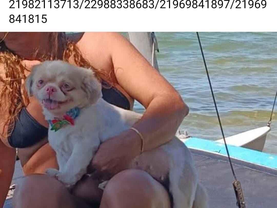 Cachorro raça Pequinês idade 6 ou mais anos nome Nina