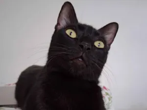 Gato raça SRD-ViraLata idade 5 anos nome João