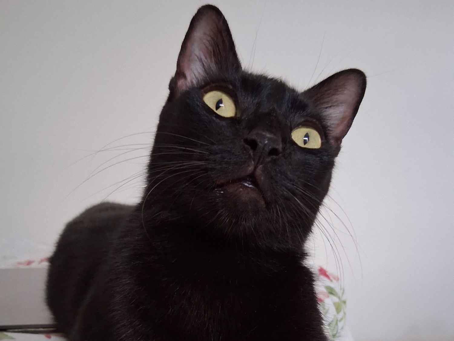 Gato raça SRD-ViraLata idade 5 anos nome João