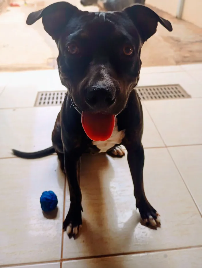 Cachorro raça SRD-ViraLata idade 1 ano nome Will