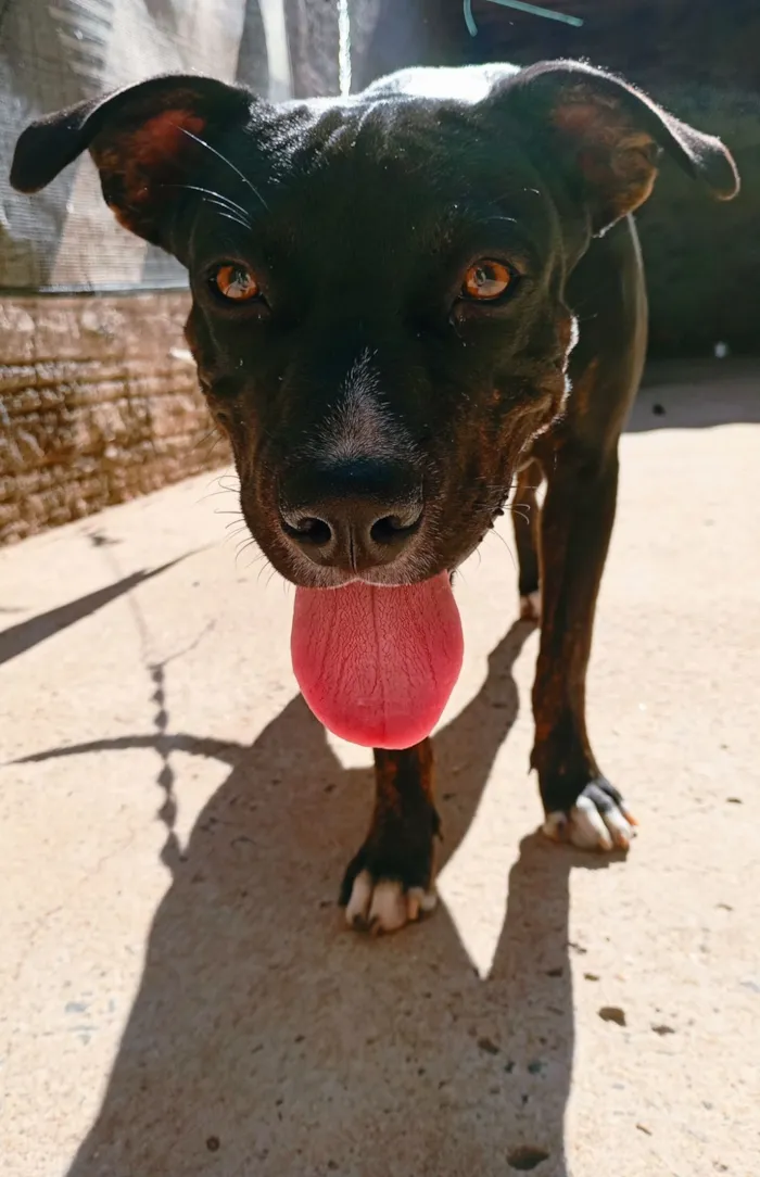Cachorro raça SRD-ViraLata idade 1 ano nome Will
