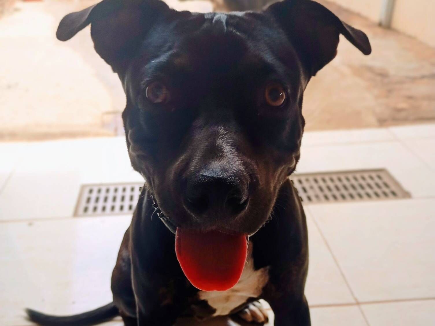 Cachorro raça SRD-ViraLata idade 1 ano nome Will