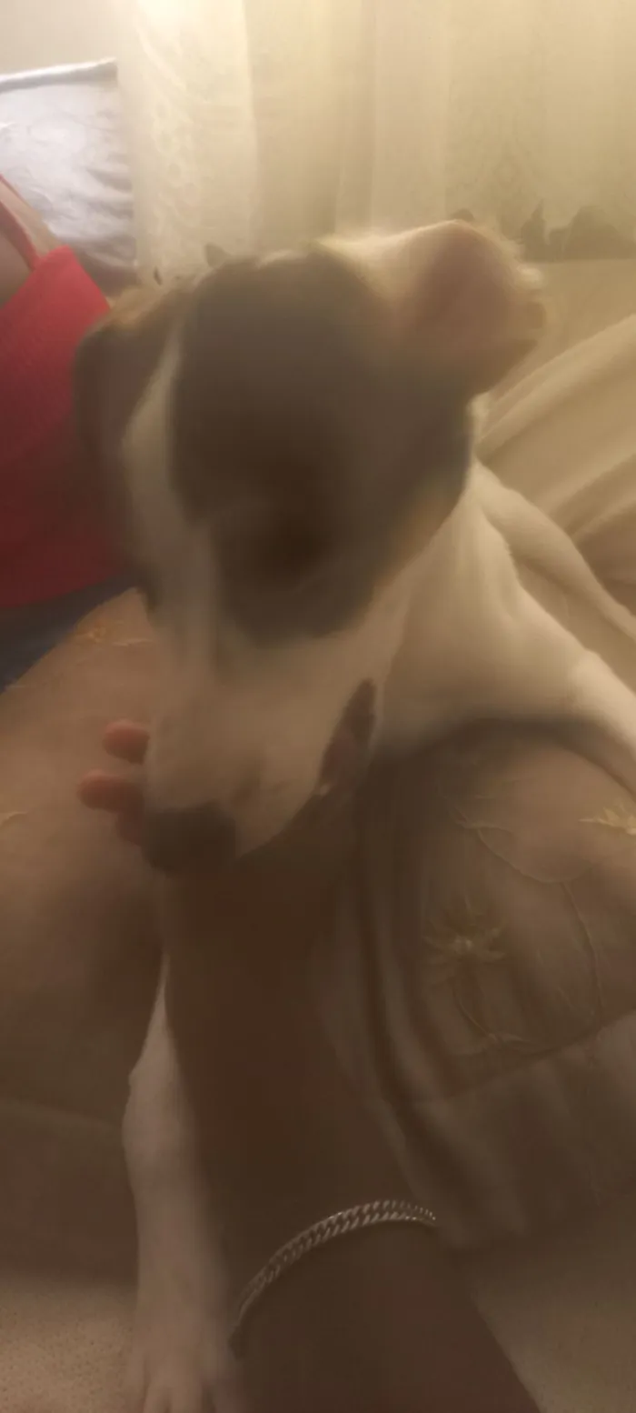 Cachorro raça SRD-ViraLata idade 7 a 11 meses nome Biluga