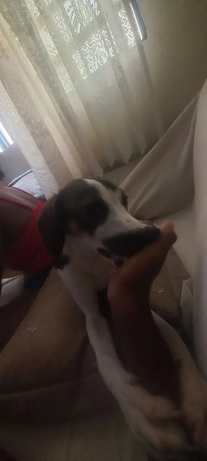 Cachorro raça SRD-ViraLata idade 7 a 11 meses nome Biluga