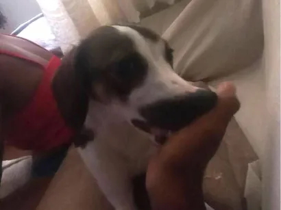 Cachorro raça SRD-ViraLata idade 7 a 11 meses nome Biluga