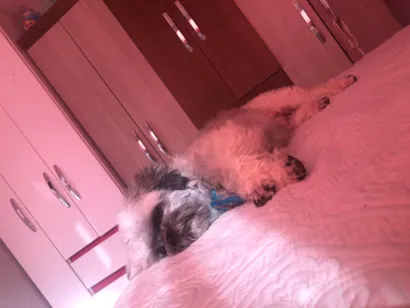 Cachorro raça Shitzu idade 5 anos nome Bob