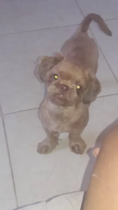 Cachorro raça Shitzu idade 5 anos nome Patrik