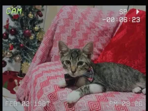 Gato raça SRD-ViraLata idade 2 a 6 meses nome Gato 