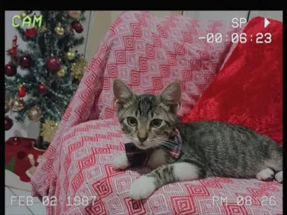 Gato raça SRD-ViraLata idade 2 a 6 meses nome Gato 