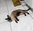 Gato raça Siamês idade 2 anos nome Lisa