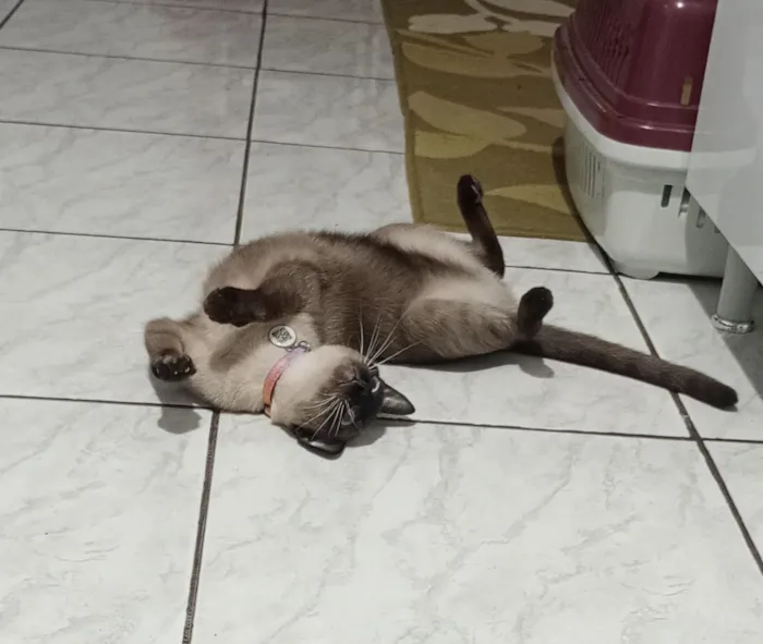 Gato raça Siamês idade 2 anos nome Lisa