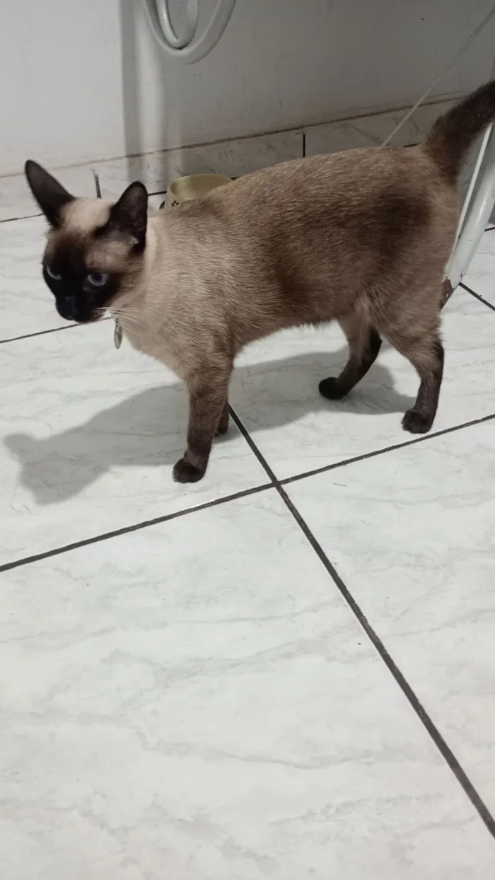 Gato raça Siamês idade 2 anos nome Lisa