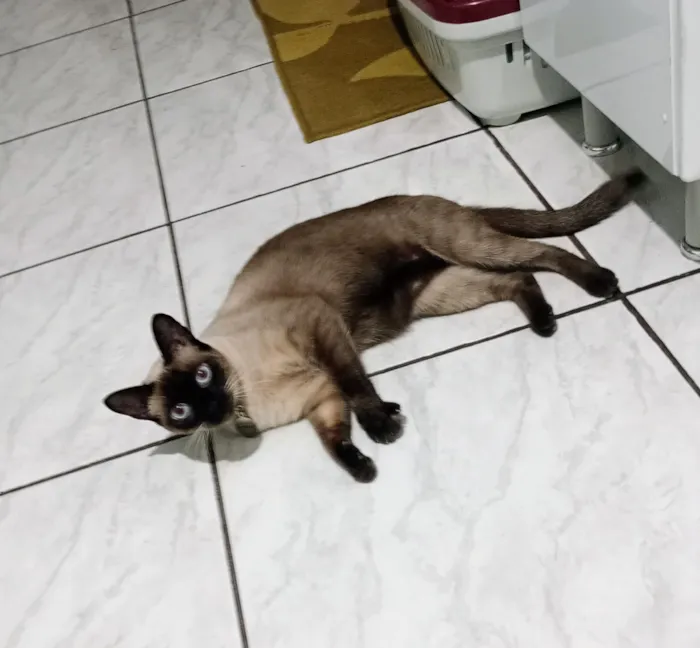Gato raça Siamês idade 2 anos nome Lisa