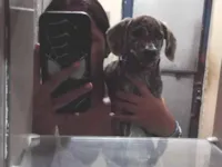 Cachorro raça SRD-ViraLata idade Abaixo de 2 meses nome Maggie 