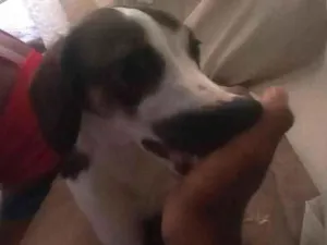 Cachorro raça SRD-ViraLata idade 7 a 11 meses nome Biluga