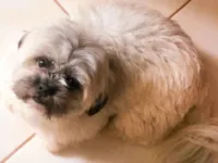 Cachorro raça Shitzu idade 5 anos nome Bob