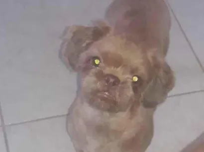 Cachorro raça Shitzu idade 5 anos nome Patrik