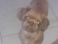 Cachorro raça Shitzu idade 5 anos nome Patrik