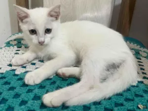 Gato raça SRD-ViraLata idade 2 a 6 meses nome Luna 