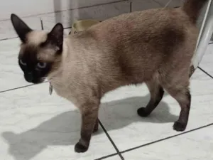 Gato raça Siamês idade 2 anos nome Lisa
