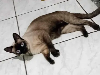 Gato raça Siamês idade 2 anos nome Lisa