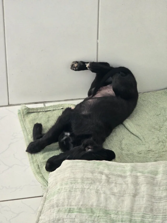 Cachorro raça SRD-ViraLata idade 2 a 6 meses nome Faruk e Soreia