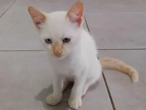 Gato raça SRD-ViraLata idade 2 a 6 meses nome Faísca .Cleitim . pipoca