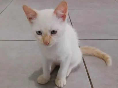 Gato raça SRD-ViraLata idade 2 a 6 meses nome Faísca .Cleitim . pipoca