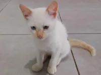 Faísca .Cleitim . pipoca