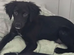 Cachorro raça SRD-ViraLata idade 2 a 6 meses nome Faruk e Soreia