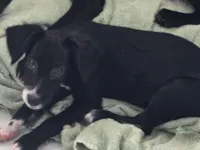 Cachorro raça SRD-ViraLata idade 2 a 6 meses nome Faruk e Soreia