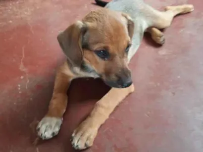 Cachorro raça SRD-ViraLata idade Abaixo de 2 meses nome Sem nome 