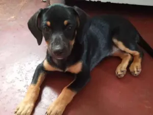 Cachorro raça SRD-ViraLata idade Abaixo de 2 meses nome Sem nome 