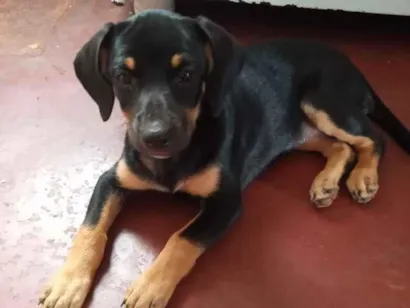 Cachorro raça SRD-ViraLata idade Abaixo de 2 meses nome Sem nome 