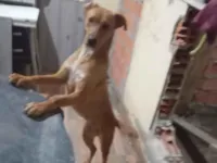 Cachorro raça SRD-ViraLata idade 3 anos nome Pandora 