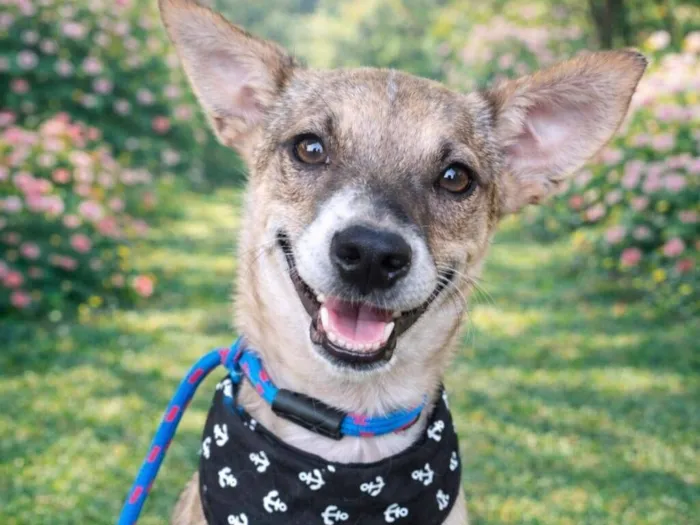 Cachorro raça SRD-ViraLata idade 2 a 6 meses nome Ivan