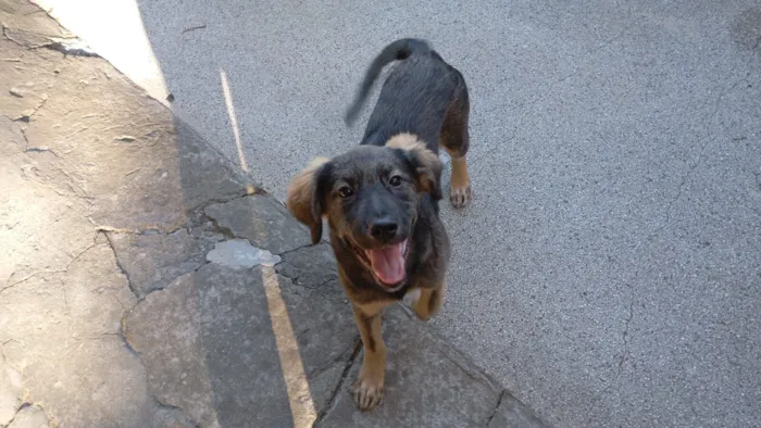 Cachorro raça SRD-ViraLata idade 2 a 6 meses nome Sem nome 