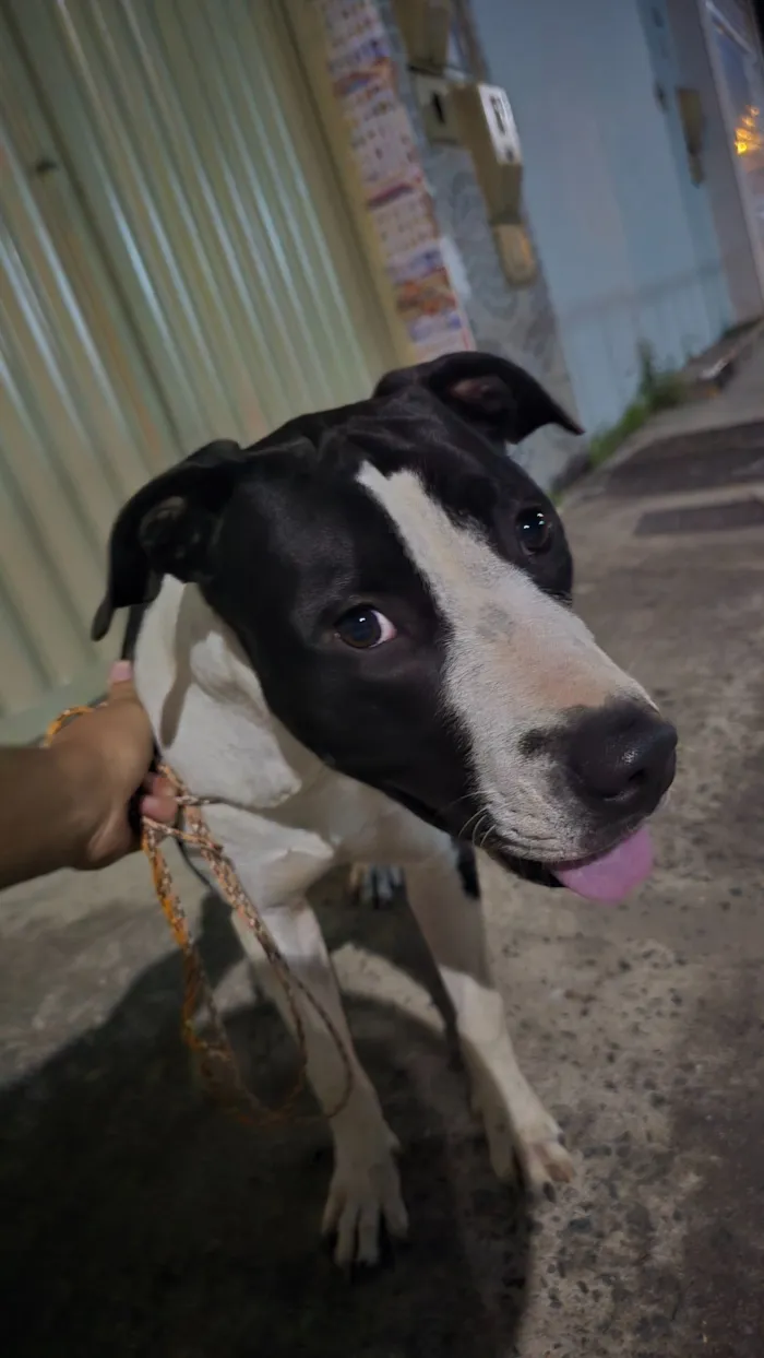 Cachorro raça SRD-ViraLata idade 7 a 11 meses nome Nona 