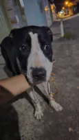 Cachorro raça SRD-ViraLata idade 7 a 11 meses nome Nona 