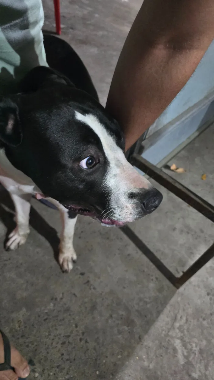 Cachorro raça SRD-ViraLata idade 7 a 11 meses nome Nona 