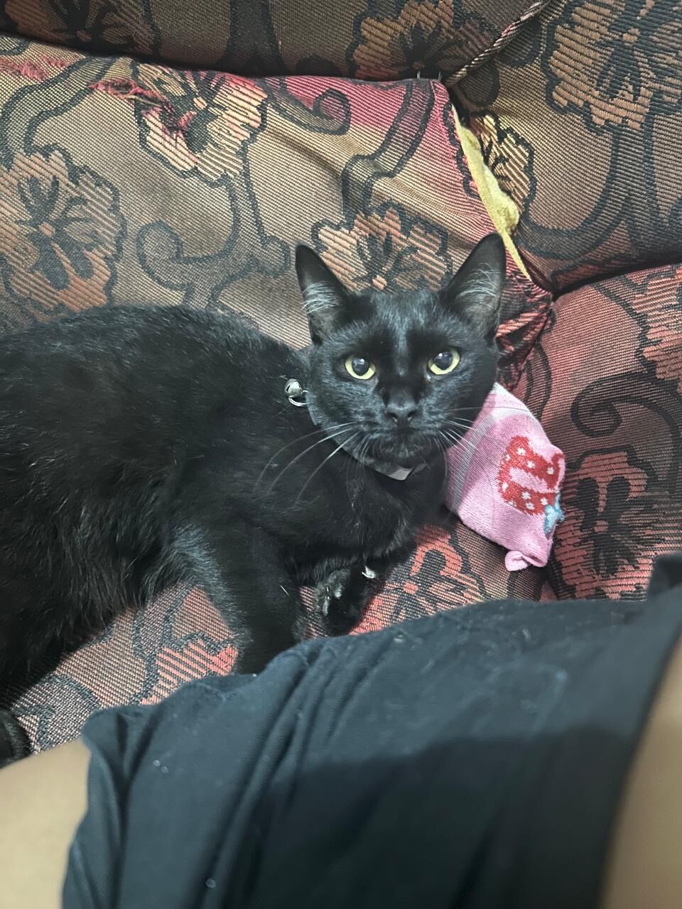 Gato raça SRD-ViraLata idade Abaixo de 2 meses nome Ruby