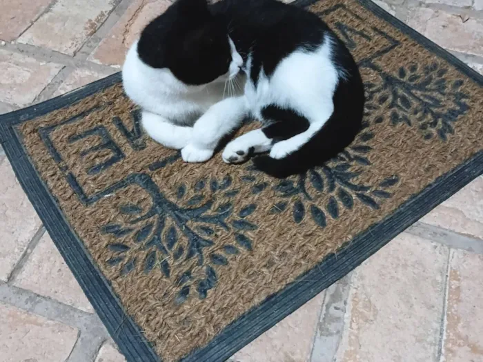 Gato raça SRD-ViraLata idade 2 a 6 meses nome Frajolinha