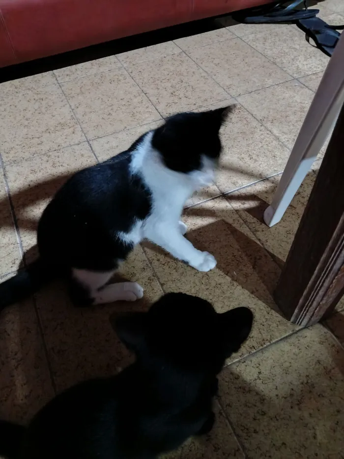 Gato raça SRD-ViraLata idade 2 a 6 meses nome Frajolinha