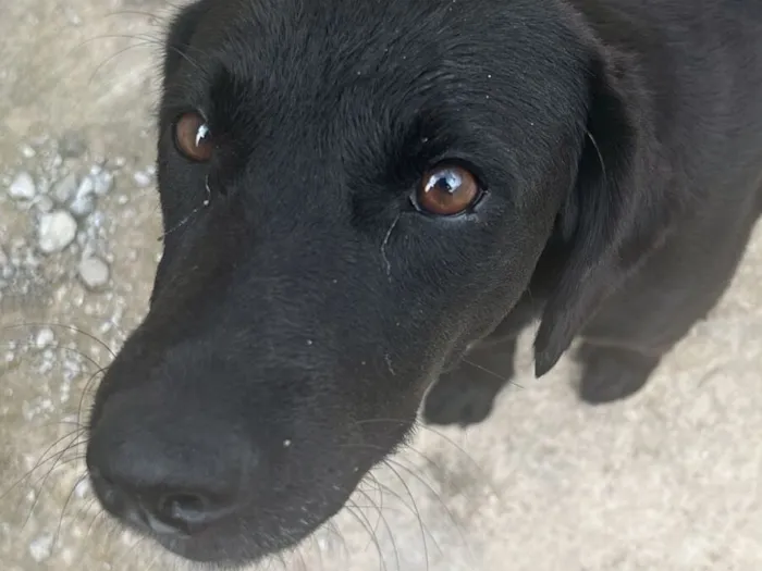 Cachorro raça SRD-ViraLata idade 1 ano nome Frida